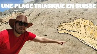 Miniature : UNE PLAGE DU TRIAS AU SOMMET DES ALPES