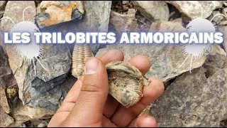 Miniature : LES TRILOBITES ARMORICAINS à l'Ordovicien