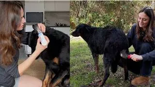 Miniature : Journée reset complet pour mon chien