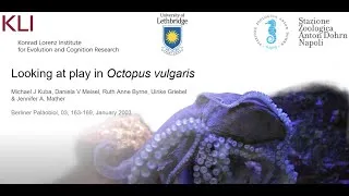 Miniature : Looking at play in Octopus vulgaris / Regarder le jeu chez Octopus vulgaris - Sorbonne Université