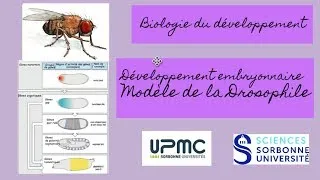 Miniature : ⎜Cours #1 Biologie du développement⎜Développement embryonnaire - Drosophile