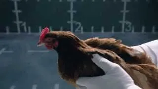 Miniature : Jaguar vs Chicken - Reply ad to Mercedes - Funny commercial