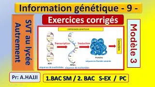 Miniature : Information génétique - 9 -: Modèle 3- Exercices  corrigés