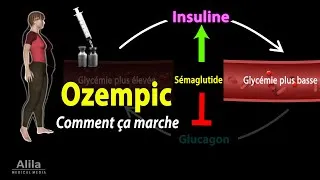 Miniature : La Sémaglutide (Ozempic, Wegovy, Rybelsus) - Comment ça Marche, Animation