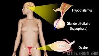 Miniature : Le Contrôle Hormonal du Cycle Menstruel, Animation