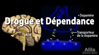 Miniature : Mécanisme de Dépendance dans le Cerveau, Animation