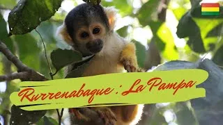 Miniature : La pampa amazonienne🐊 🌿 🐬 ! | PARC NATIONAL MADIDI 🇧🇴  [Vlog#108]