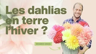 Miniature : Les dahlias en terre l'hiver ? Conserver protection dahlia