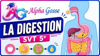 Miniature : TON INTESTIN FAIT LA TAILLE D'UN TERRAIN DE TENNIS ? 🎾 Tout sur la digestion ! SVT 5ème