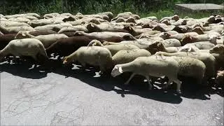 Miniature : Moutons Gordolasque - 18 juin 2025