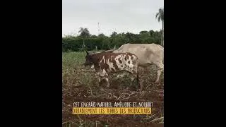Miniature : Alter Eco - Coopérative MANDUVIRA - Paraguay