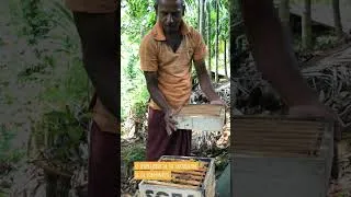 Miniature : Alter Eco - Coopérative SOFA - Sri Lanka