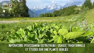 Miniature : Impératoire Peucedanum ostruthium : usages traditionnels et études sur une plante oubliée