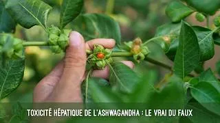 Miniature : Toxicité hépatique de l'ashwagandha : le vrai du faux