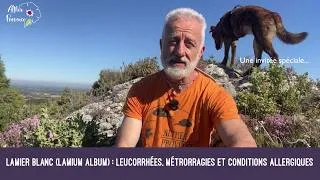 Miniature : Lamier blanc (Lamium album) : leucorrhées, métrorragies et conditions allergiques