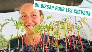 Miniature : On installe des plants d'hibiscus (bissap) 🌺 + tour des SEMIS