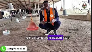 Miniature : Le piège silencieux des gros investissements en élevage ;