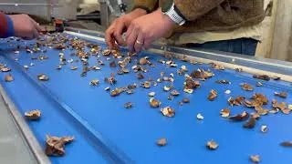 Miniature : Industrial Black Walnut Cracking Machine | CRC Cracking Line – Up to 1,000 lb/h