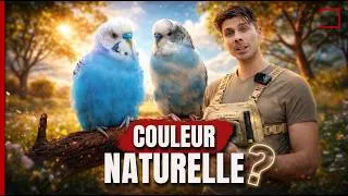 Miniature : Pourquoi ces oiseaux sont bleus ?!