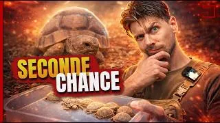 Miniature : Tu veux une tortue ?! Regardes ÇA AVANT ! (ft LaPerleAuxOiseaux)