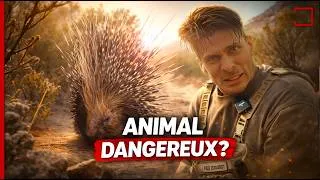 Miniature : NON, le Porc-Epic n’explosent pas ! On vous explique 
