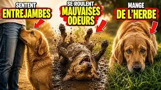 Miniature : 10 comportements étranges chez le chien enfin expliqués 🐶