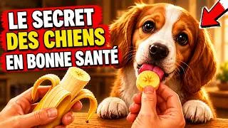 Miniature : Ces 8 aliments font un bien fou à votre chien… mais presque personne ne vous le dit 🐶