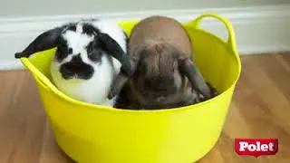 Miniature : Tubtrugs des paniers de jardin flexibles - POLET