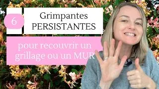 Miniature : 6 plantes grimpantes PERSISTANTES pour cacher un vis-à-vis toute l’année