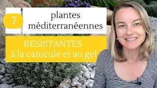Miniature : 7 plantes méditerranéennes qui ne craignent ni la canicule ni le gel !