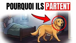 Miniature : Ce que ça signifie VRAIMENT quand votre chien quitte votre lit