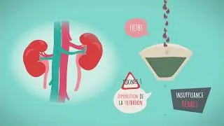 Miniature : Et si on parlait des reins  ?