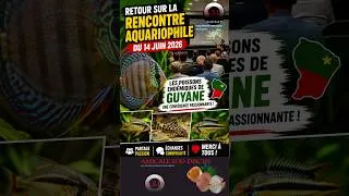 Miniature : 🐟 Ces poissons de Guyane fascinent les aquariophiles ! 🇬🇫🔥 #shorts