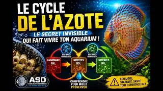 Miniature : Le cycle de l’azote : le secret invisible qui peut sauver ton aquarium 💀🐠 (explication simple)