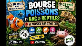 Miniature : Bourse aquariophile de St Maurice sur l'Exil : pas de Discus… mais de sacrées surprises ! 🐟