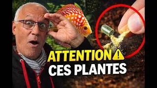Miniature : Phytothérapie DISCUS : mes dosages réels (vers, reproduction, immunité)