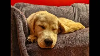 Miniature : Le sommeil #chien #sommeil #repos