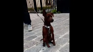 Miniature : Talleyrand dit Talley Pinscher nain