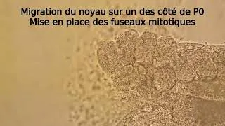 Miniature : Première division asymétrique de l'embryon de Nématode C.elegans en vitesse x100