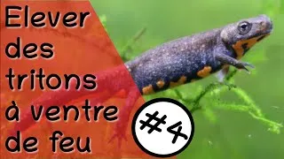 Miniature : Élever des cynops orientalis #4 - Les juvéniles