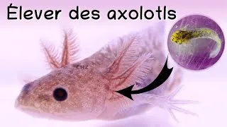 Miniature : Élever des axolotls (reproduction, œufs et bébés)