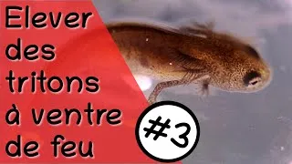 Miniature : Élever des cynops orientalis #3 - Les larves
