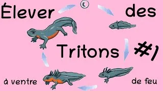 Miniature : Élever des cynops orientalis #1 - Le sexage
