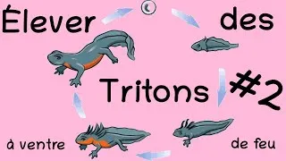 Miniature : Élever des cynops orientalis #2 - Les œufs