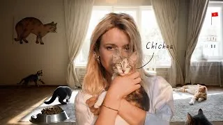 Miniature : J'adopte un chat au Maroc