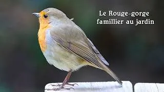 Miniature : Le Rouge-gorge Familier au jardin