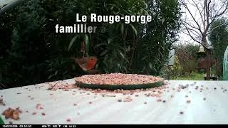 Miniature : Le Rouge-gorge Familier à la mangeoire 🐦