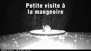 Miniature : Petite visite nocturne à la mangeoire 🐀