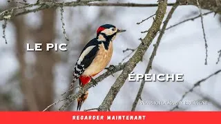 Miniature : Le Pic Épeiche ( Dendrocopos major )