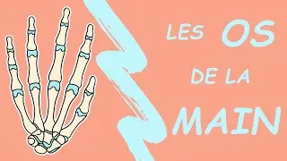 Miniature : Anatomie des OS de la MAIN 🦴 explication simple et détaillée